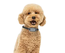 hondje
